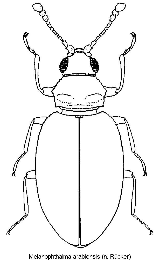 melanophthalma_arabiensis_hab.gif