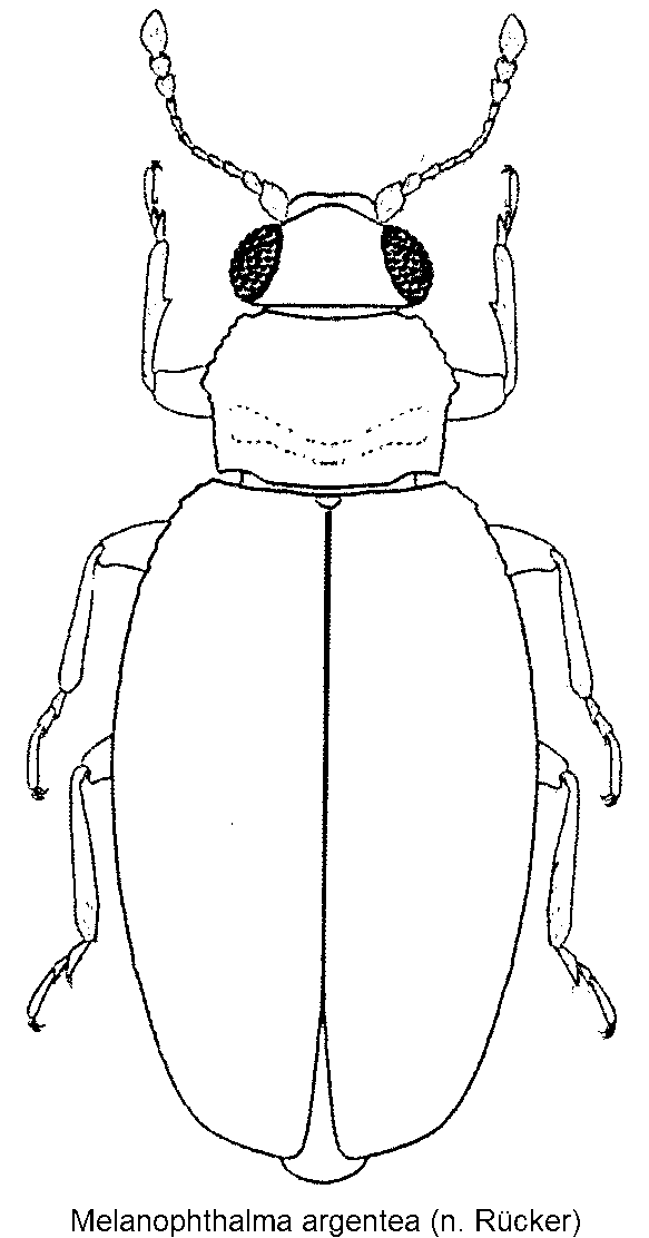 melanophthalma_argentea_hab.gif