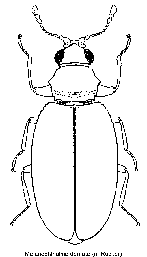 melanophthalma_dentata_hab.gif