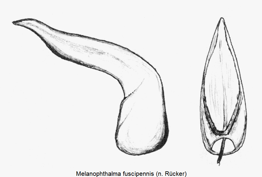 melanophthalma_fuscipennis.gif