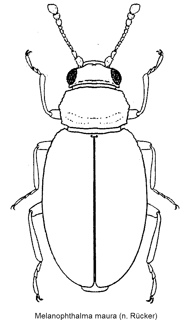 melanophthalma_maura_hab.gif