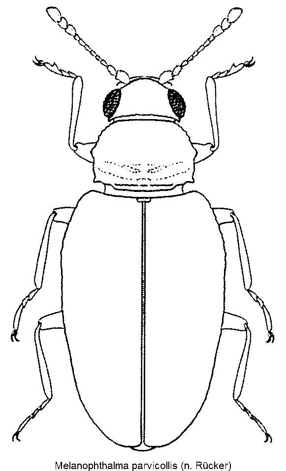melanophthalma_parvicollis_hab.gif