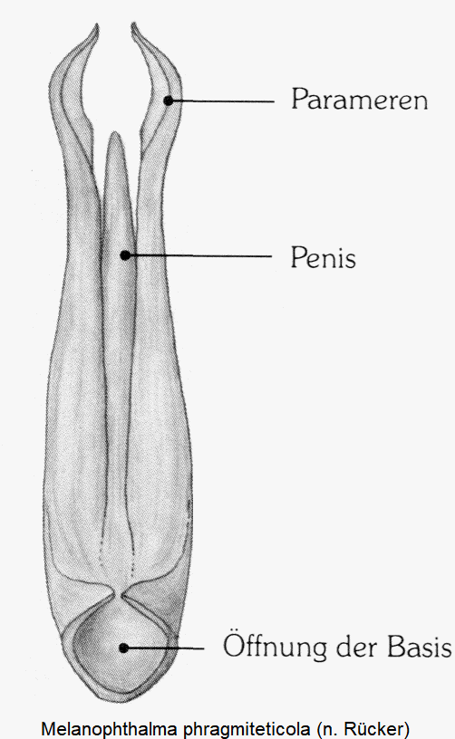 melanophthalma_phragmiteticola1.gif
