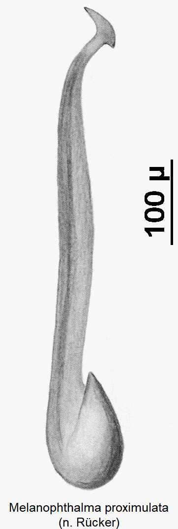 melanophthalma_proximulata.gif