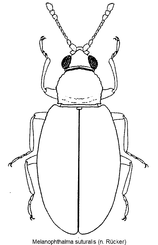 melanophthalma_suturalis_hab.gif