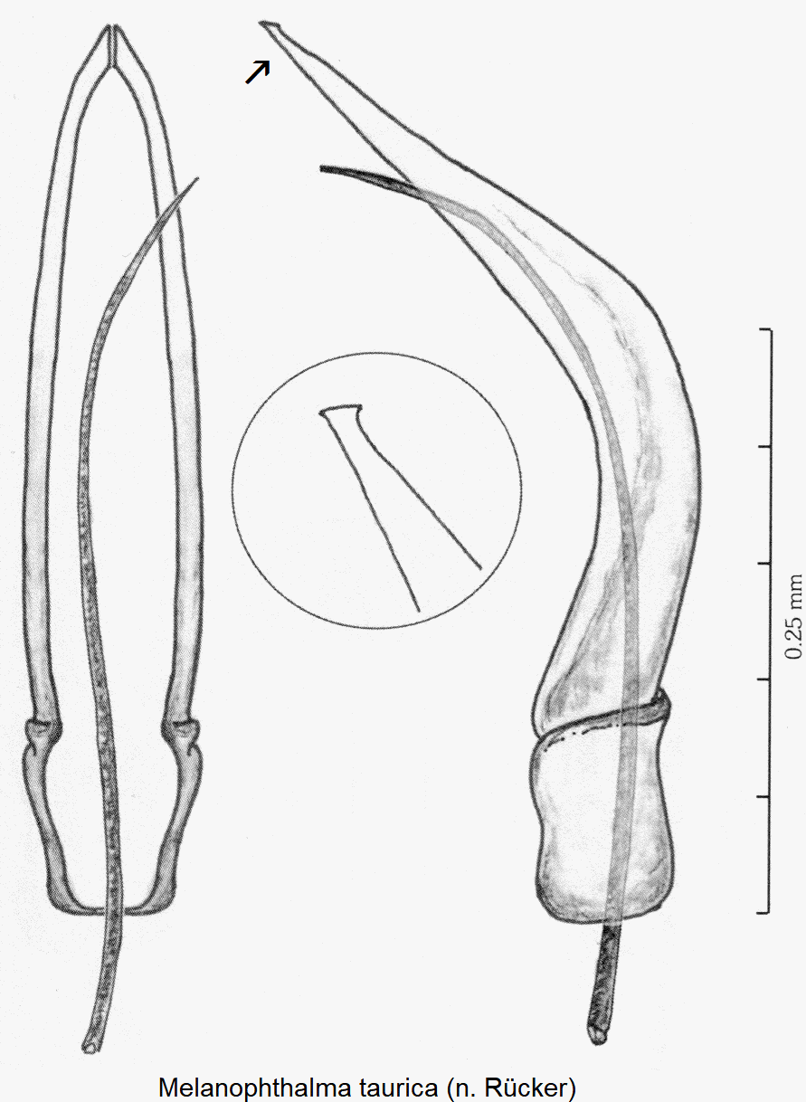 melanophthalma_taurica1.gif