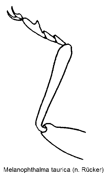 melanophthalma_taurica__vschn.gif