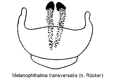 melanophthalma_transversalis_ster.gif