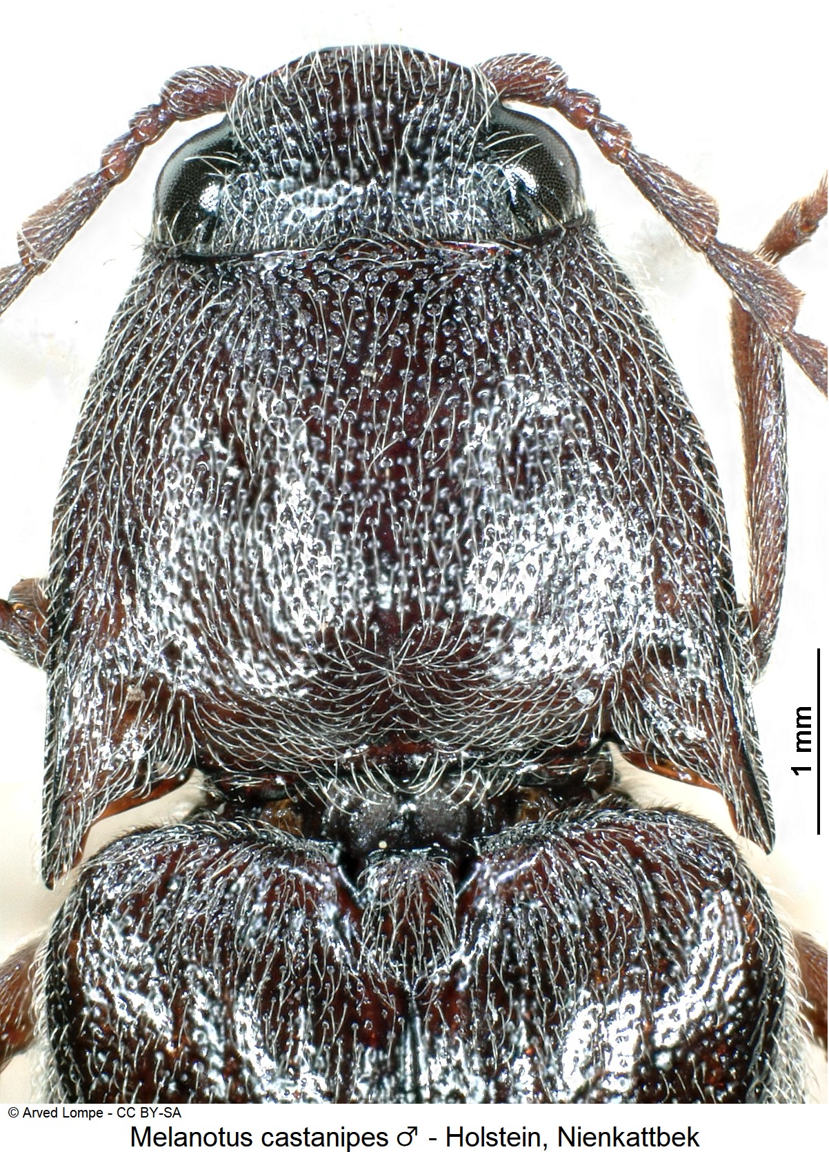 melanotus_castanipes_ck6906_vk.jpg