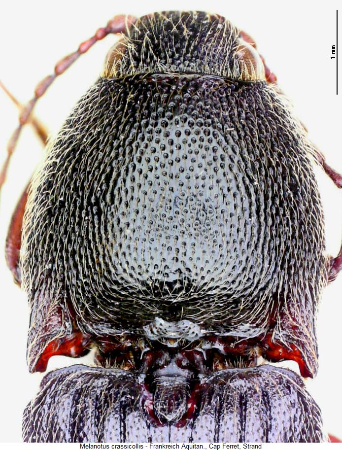 melanotus_crassicollis_hsch.jpg