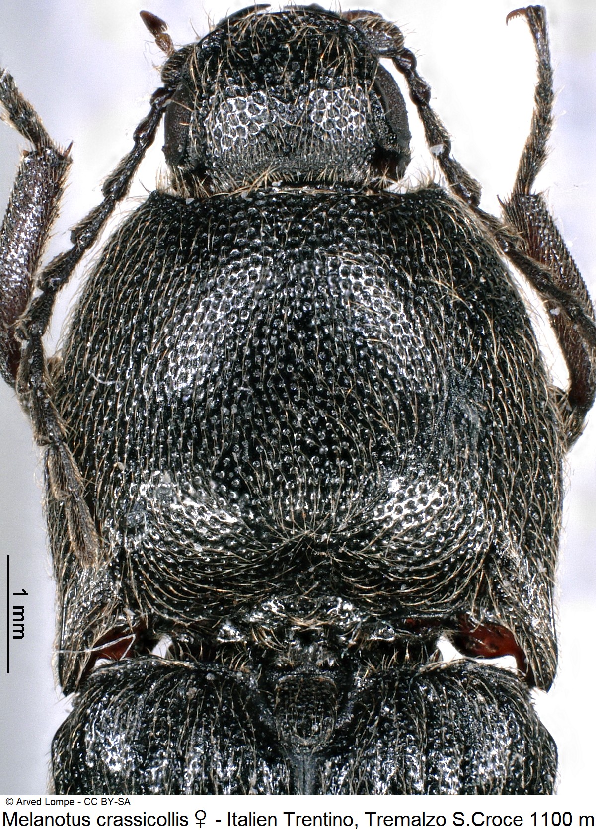 melanotus_crassicollis_w_ck21381_vk.jpg