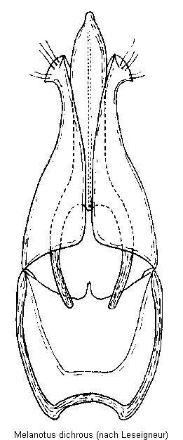 melanotus_dichrous.gif