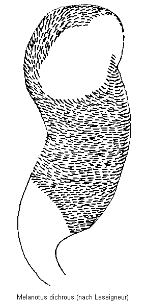 melanotus_dichrous_bur.gif