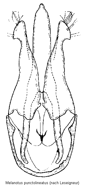 melanotus_punctolineatus.gif