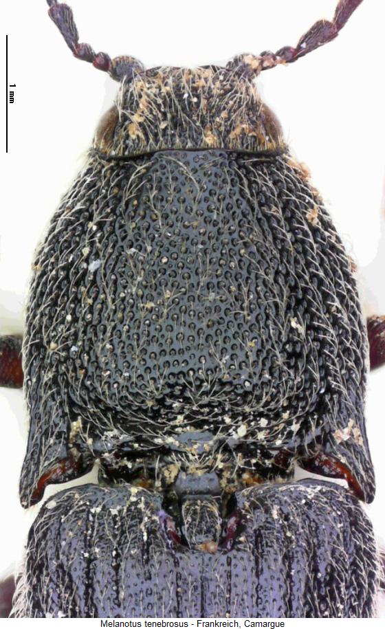 melanotus_tenebrosus_hsch.jpg
