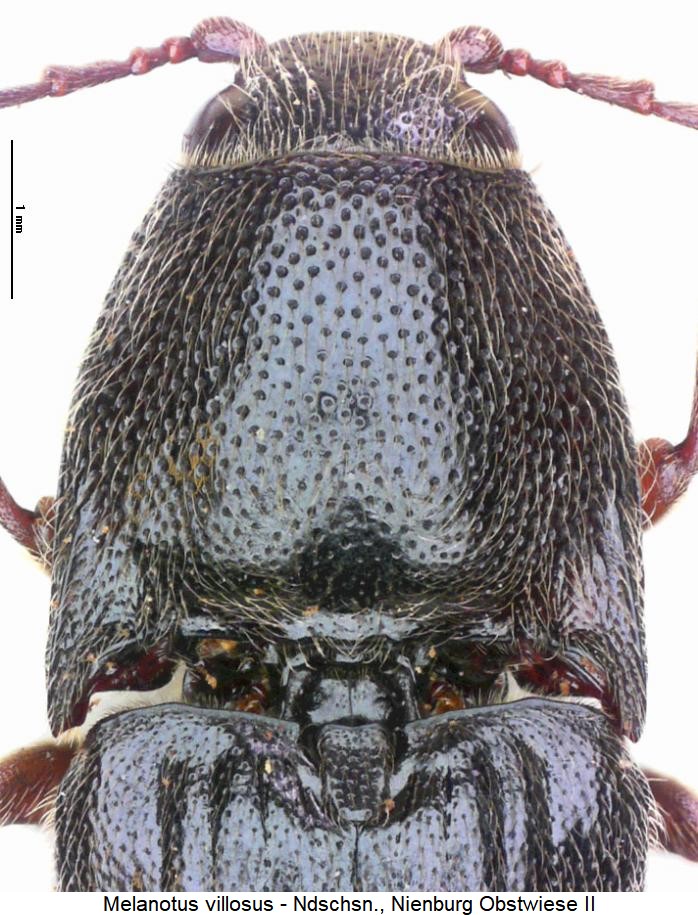 melanotus_villosus_hsch.jpg