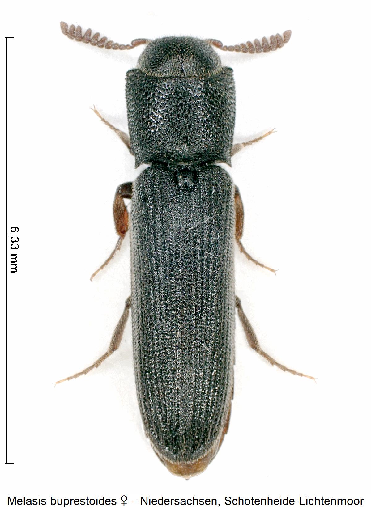 melasis_buprestoides_w_hab.jpg