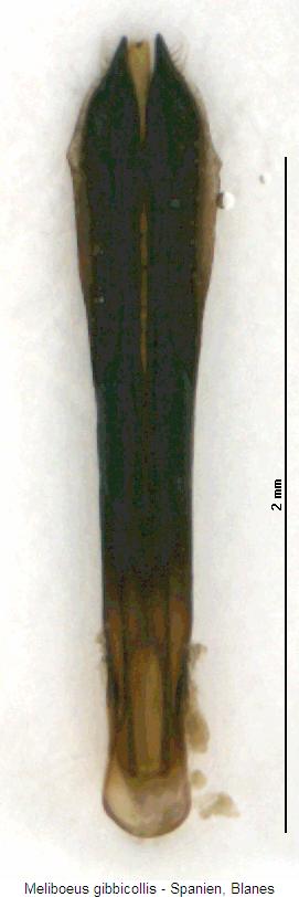 meliboeus_gibbicollis.jpg