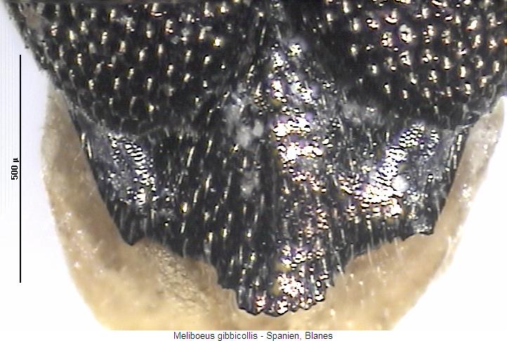 meliboeus_gibbicollis_pyg.jpg
