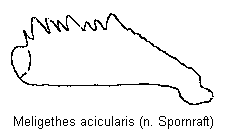 meligethes_acicularis_vschn.gif