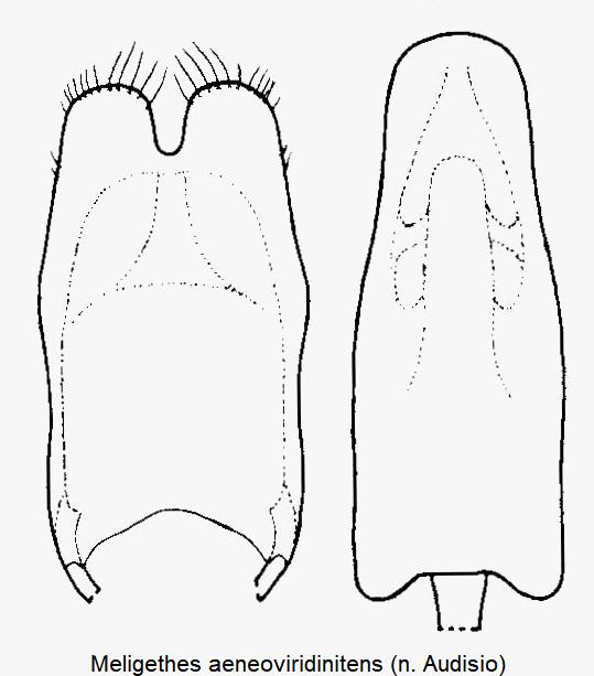 meligethes_aeneoviridinitens.gif