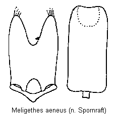 meligethes_aeneus.gif