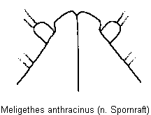 meligethes_anthracinus_ovip.gif