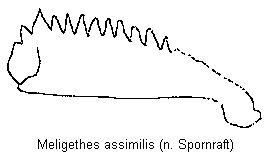 meligethes_assimilis_vschn.gif