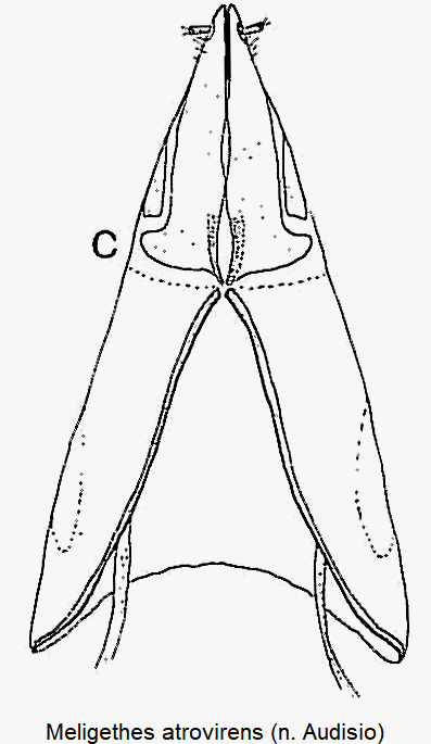 meligethes_atrovirens_ovim.gif