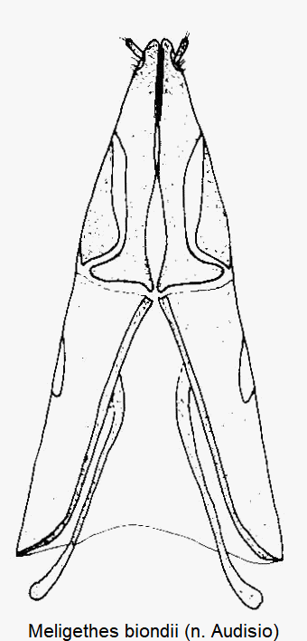 meligethes_biondii_ovi.gif