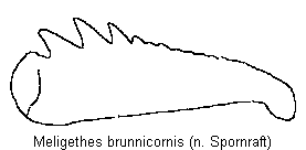 meligethes_brunnicornis_vschn.gif
