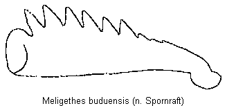 meligethes_buduensis_vschn.gif