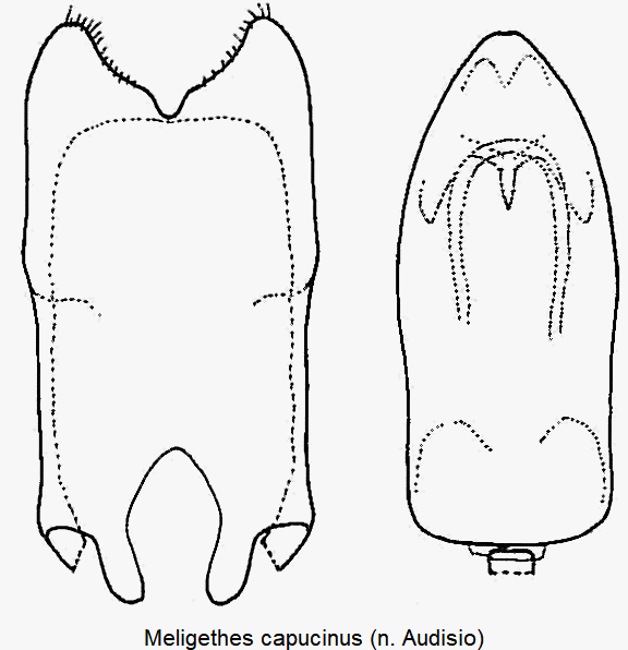 meligethes_capucinus.gif