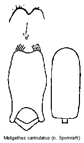 meligethes_carinulatus.gif