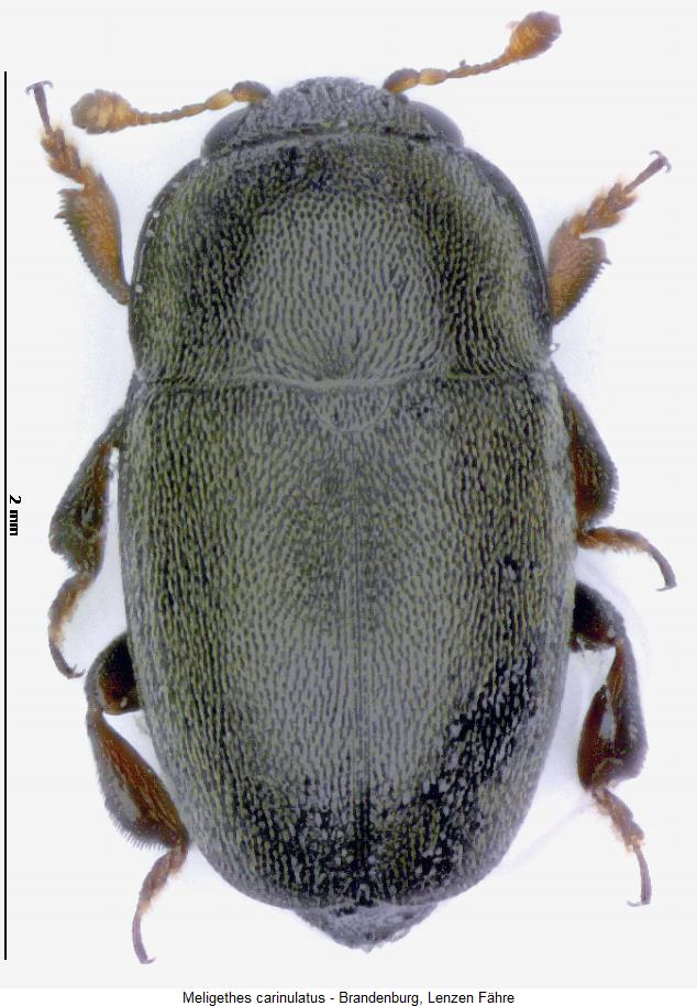meligethes_carinulatus_hab.jpg