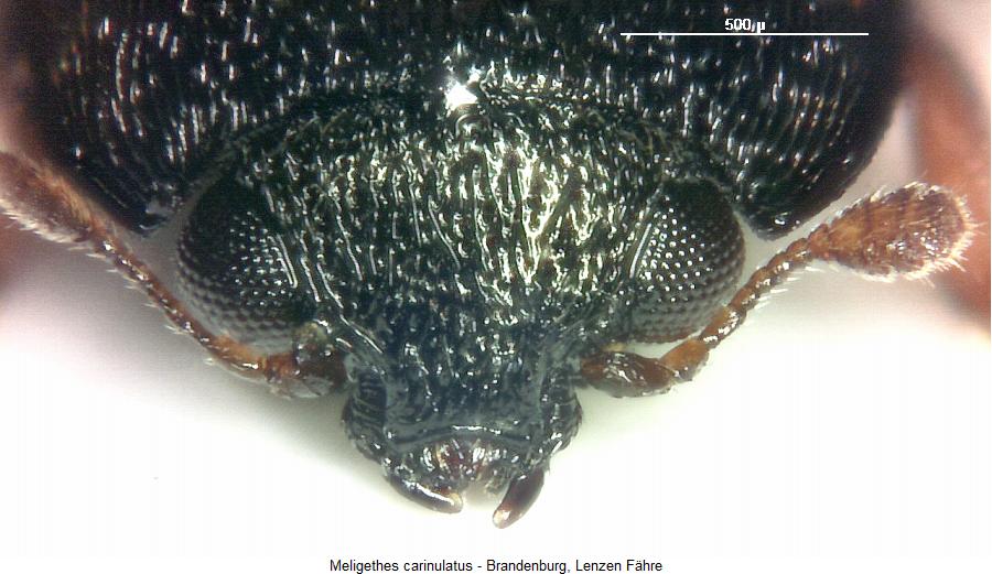 meligethes_carinulatus_k.jpg