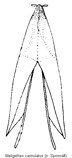 meligethes_carinulatus_ovip.gif