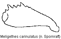 meligethes_carinulatus_vschn.gif