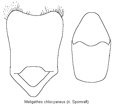 meligethes_chlocyaneus.gif