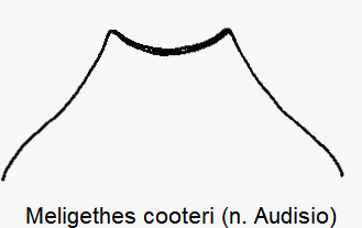 meligethes_cooteri_ol.gif