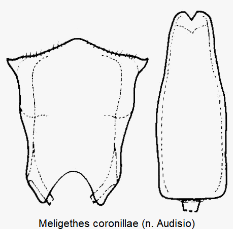 meligethes_coronillae.gif