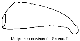 meligethes_corvinus_vschn.gif