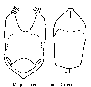 meligethes_denticulatus.gif