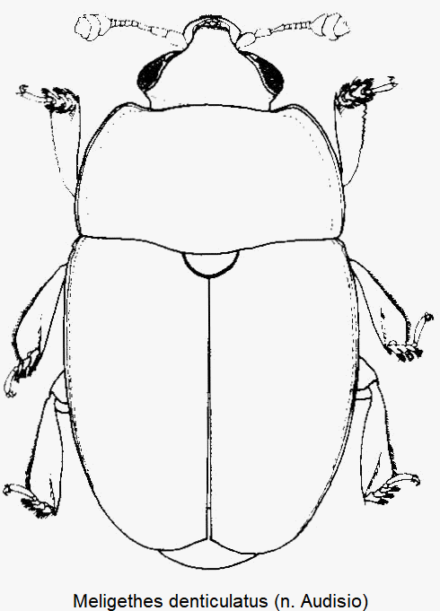meligethes_denticulatus_hab.gif