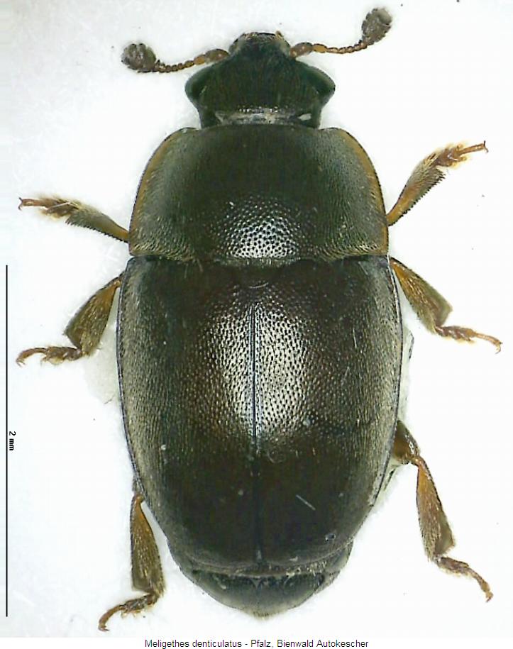 meligethes_denticulatus_hab.jpg