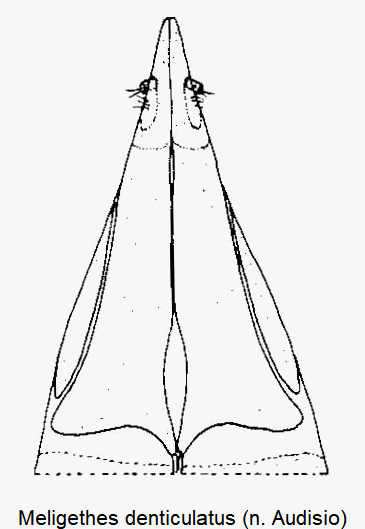 meligethes_denticulatus_ovi.gif