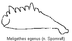 meligethes_egenus_vschn.gif