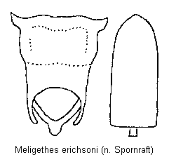 meligethes_erichsoni.gif