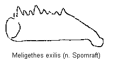 meligethes_exilis_vschn.gif
