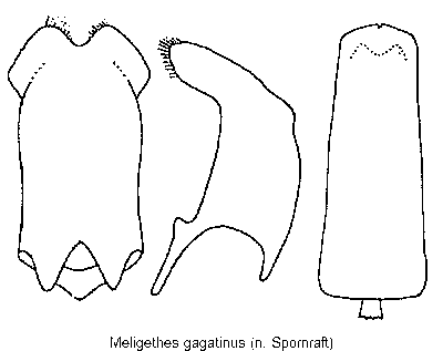 meligethes_gagatinus.gif